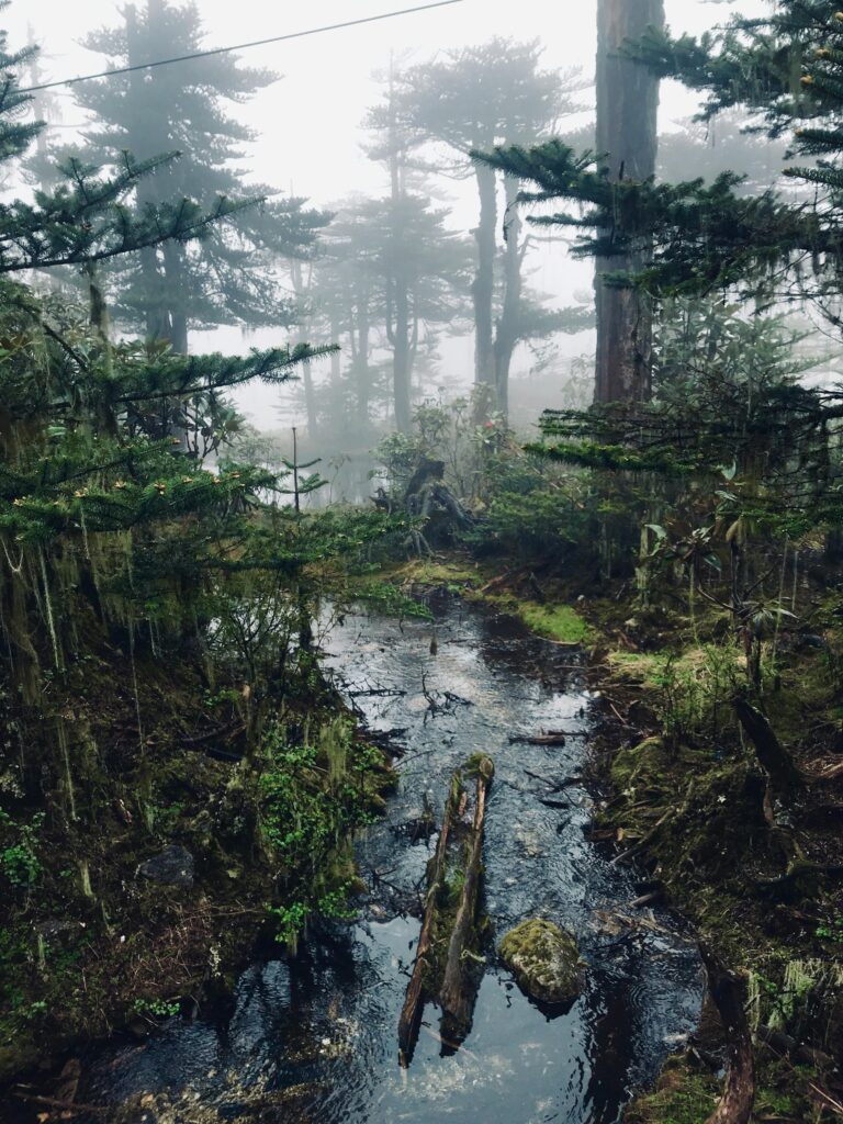 pexels-photo-2743281-2743281 Explore the serene beauty of a misty forest creek, surrounded by dense conifers and enveloped in fog.