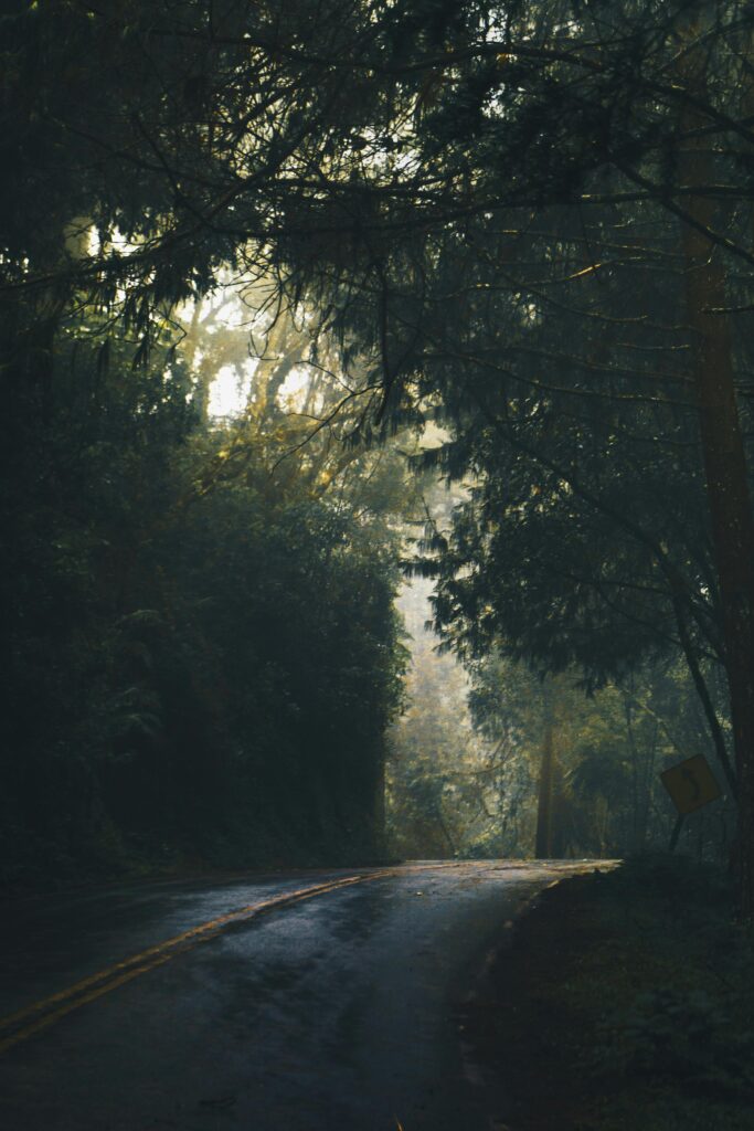 pexels-photo-775200-775200 Serene and mystical forest road enveloped in mist and soft morning light, perfect for nature lovers.